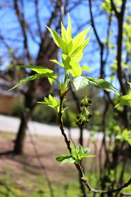 Staphylea pinnata - klokoč zpeřený - jarní pučení květ